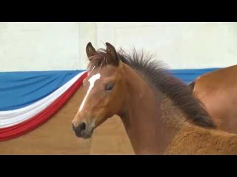Holsteiner Fohlenauktion 2016 in Elmshorn - Nr. 41 v. Lord Fauntleroy - Acorado