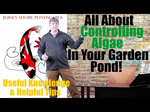 Controlling Algae In Your Pond