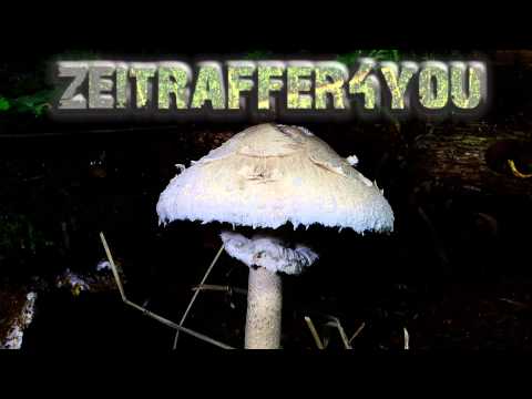 Riesenschirmling Parasol Riesenschirmpilz Macrolepiota procera mushroom Timelapse Zeitraffer