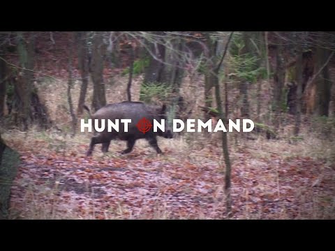 Drückjagden mit den Hunter Brothers Teil 1-3 – Hunt on Demand Trailer