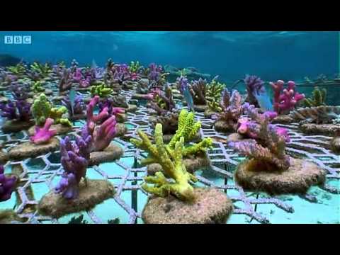 The Coral Gardeners - Wonderful!