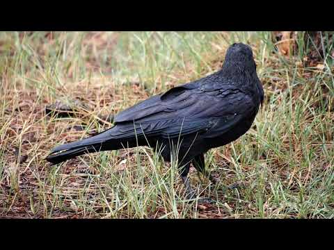 Common Raven Bird Feeding in the Grass