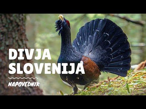 Divja Slovenija