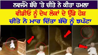 ਨਵਜੰਮੇ ਬੱਚੇ ‘ਤੇ ਚੀਤੇ ਨੇ ਕੀਤਾ ਹ+ਮਲਾ, ਵੀਡੀਓ ਦੇਖ ਲੋਕਾਂ ਦੇ ਉੱਡੇ ਹੋਸ਼, ਚੀਤੇ ਨੇ ਮਾ+ਰ ਦਿੱਤਾ ਬੱਚੇ ਨੂੰ ਝ+ਪੱਟਾ video