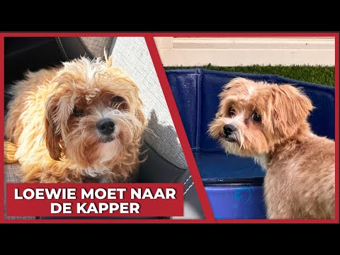 LOEWIE MOET NAAR DE KAPPER! - #1844