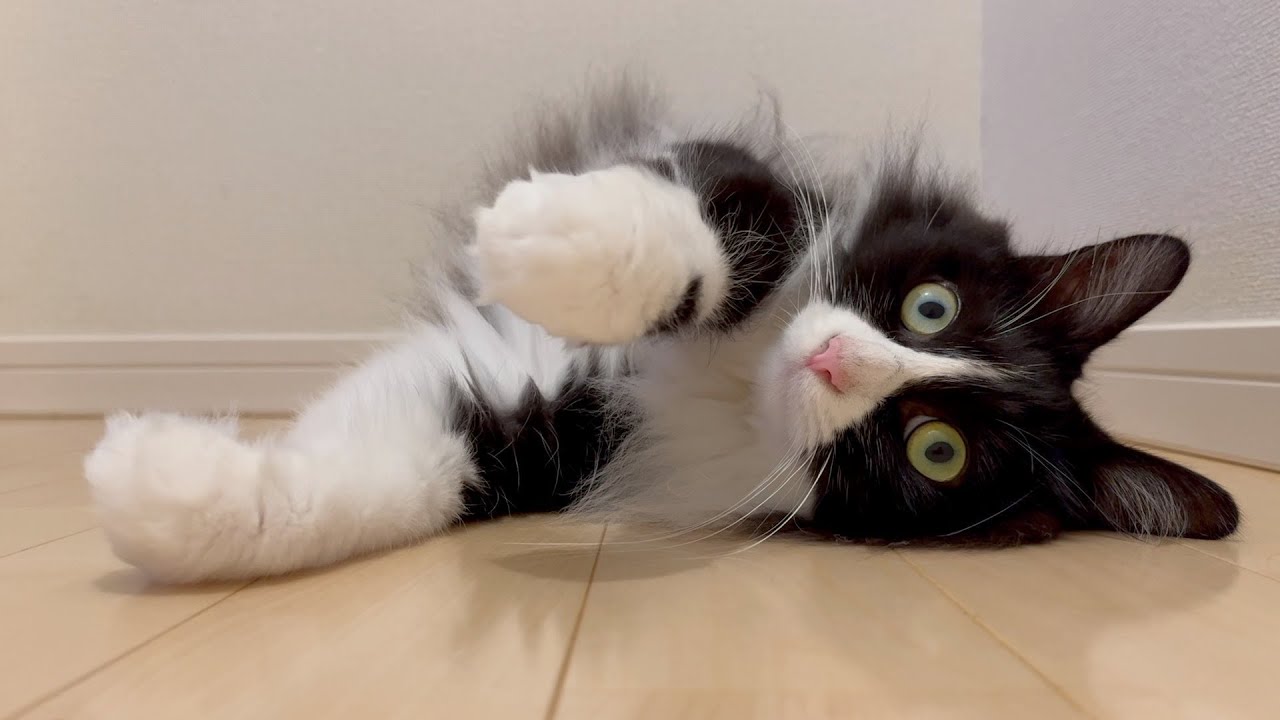 あの猫のウインクも大きいサイズでもう一度...笑