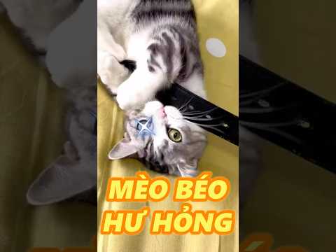 MÈO BÉO HƯ QUÁ NHA
