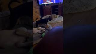 Video preview image #1 Retriever -Unknown Mix Puppy For Sale in Holly Springs, NC, USA