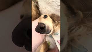 #ミニチュアダックスフンド #ミニチュア#犬 #犬のいる暮らし #犬のいる生活 #犬動画 #犬好きさんと繋がりたい #犬との暮らし #いぬ #いぬのいる生活 #dog#アン#チャコ#大好き