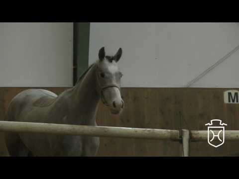 10 Holsteiner Stute von Cascadello I - Cassini II - Cantus - Freispringen