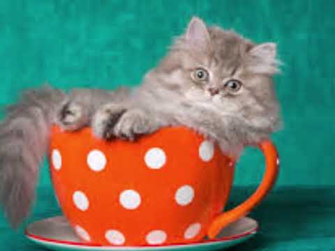 Teacup cats