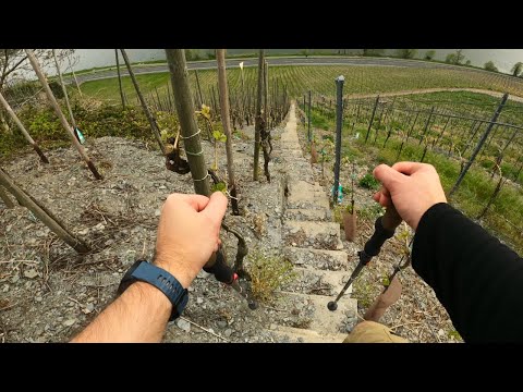 Marvelous Moselsteig | hiking in Germany (Traben-Trarbach)