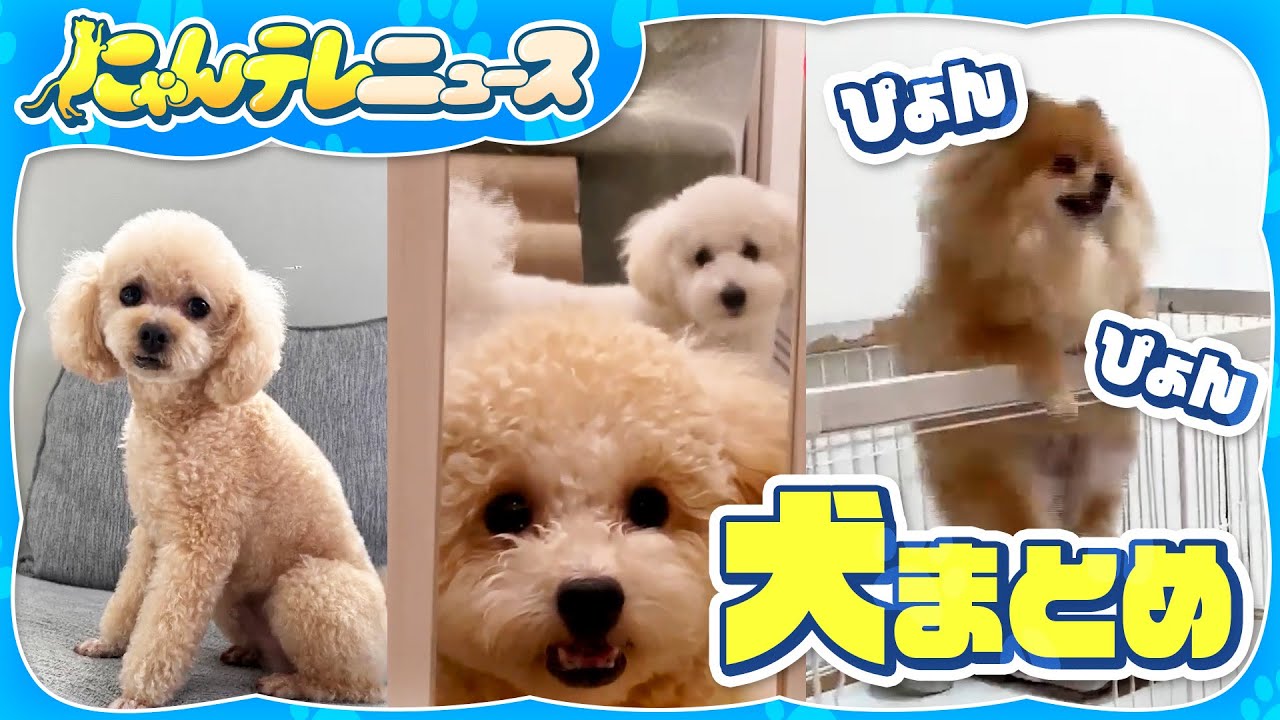 【いろんな犬種大集合！】ポメラニアン ごはんの時間のかわいいお願い / トイプードル 大好きなベランダまであと一歩！