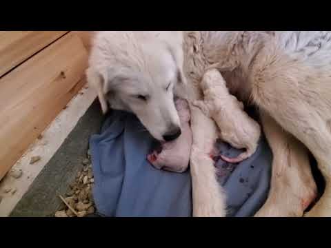 LGD - Bobbie Joe had her babies... 2 girls and 4 boys