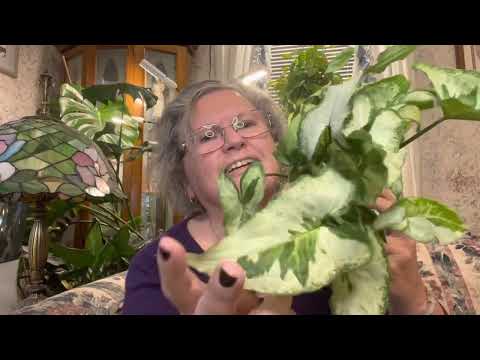 Steve’s Leaves Unboxing