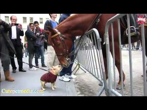 Los mejores momentos protagonizados por caballos