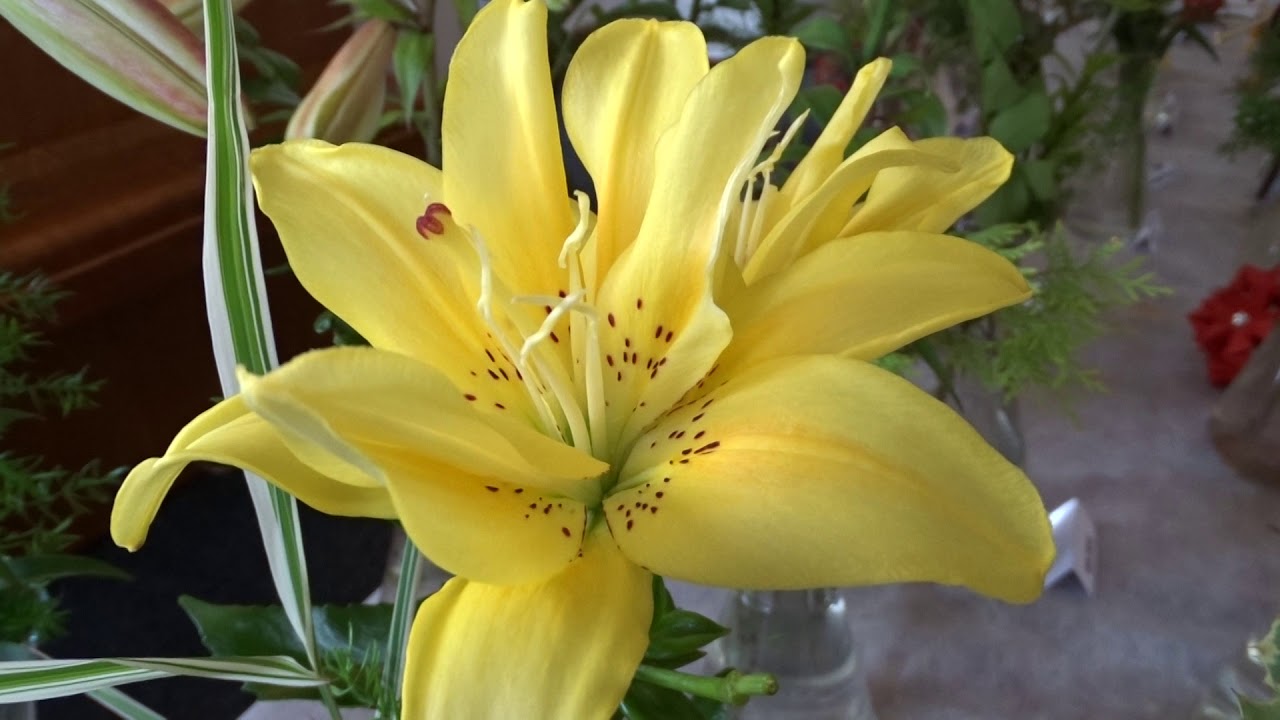 Lilium var. Fata Morgána