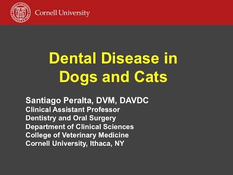 Recognizing and Treating Common Dental Conditions in Dogs and Cats - conference recording