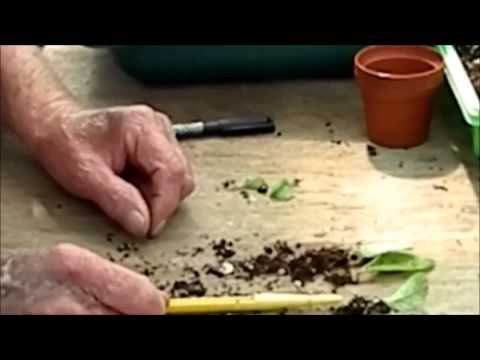 Potting up Streptocarpus cuttings from a pot