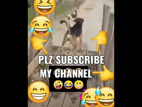 dogs fight funny video😂😂😂🤣🤣 #shorts #viral #ytshorts #dog