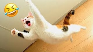 When Animals Fail 😂 Funniest Dogs and Cats Ever!