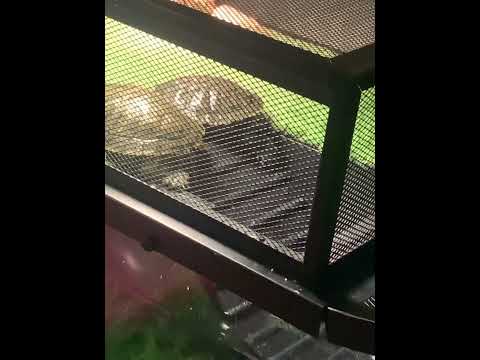 My pet turtles love there basking area🌞🐢 #turtle #basking #animals #reels #subscribe for more!!