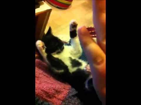 [SHERLOCK] -  Being cute as hell