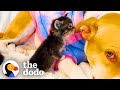 Sweetest Mama Pittie Lets Foster Kittens Nurse On Her The Dodo