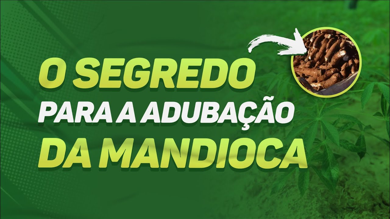 O SEGREDO para a adubação da mandioca - MUITO IMPORTANTE
