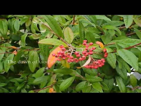 The Dawn Of God's Dear Sabbath 2