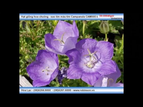 Giống hoa chuông sao tím Campanula CAM005 blue