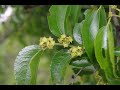 The Healing Properties Of Wag N Bietjie Ziziphus Mucronata With Herbalist Jean Francois Sobiecki