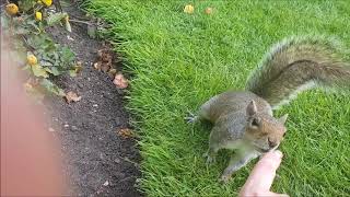 Meet-cute with a Squirrel in Regent's Park (UK)