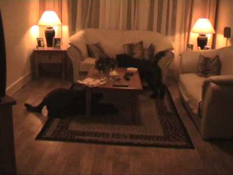 Bouvierpups Joany Kess de L' argile & Leah Megana v.d. Overstort