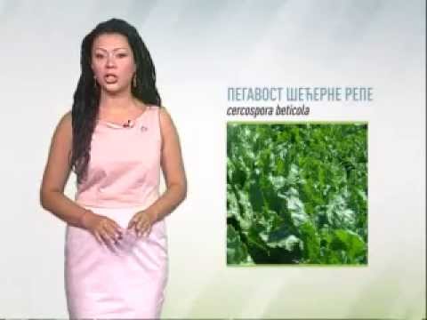 Zelena prognoza 30.7.2014. - Lisna pegavost šećerne repe