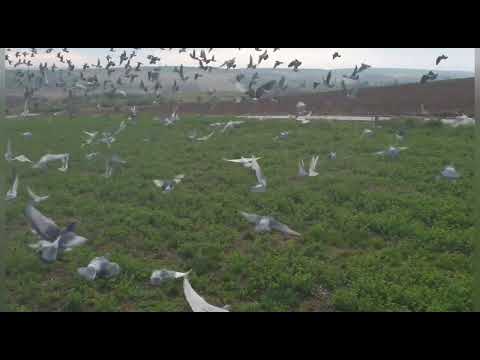 Antrenament nr.4 loc Bursucani județul Galați