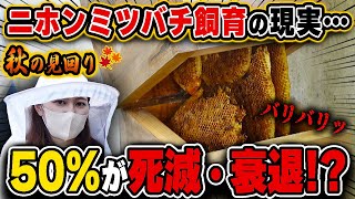 死滅...衰退...週末養蜂秋の群見回りとニホンミツバチ飼育の現実