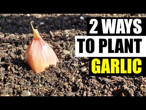 2 Ways To Plant Garlic - Garden Quickie Episode 100