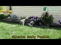 Siberian Husky dogs for sale: Fern - Video 1