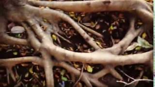 Trees Are Gods Prayers!