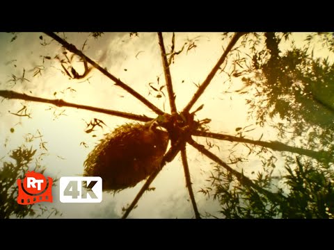 Kong: Skull Island (2017) 4K - Giant Spider Ambush Scene | Movieclips
