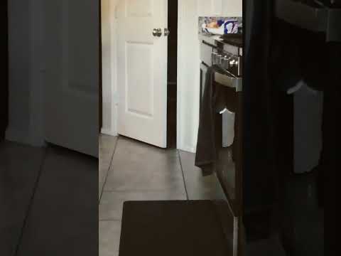 #catwalk #kirby #cat #cutecat