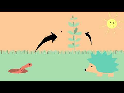 Was ist ein Ökosystem ?