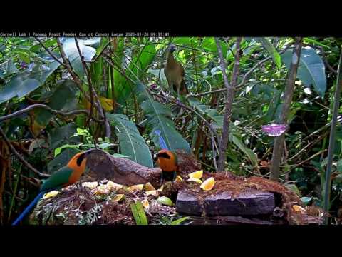 A Pair Of Rufous Motmots Dine At The Panama Fruit Feeder – Jan 28, 2020