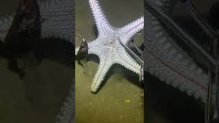 I catching seafood on the seafloor-P1026.#fishing #ocean #deepsea #nature #beach