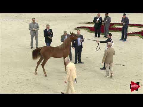 N.35 ROUWAYA AL ZOBAIR - Sharjah International 2019 - Yearling Fillies (Class 1B)