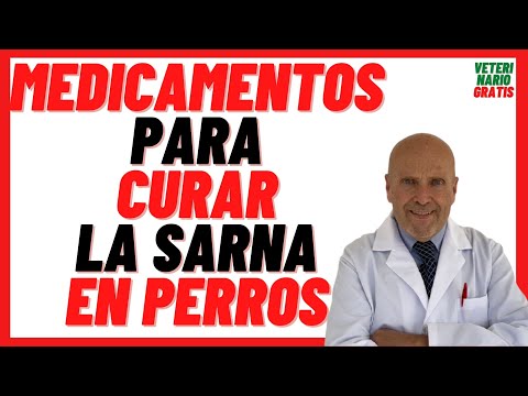 13 💚 MEDICATIONS to CURE Scabies in Caracha or Jiote DOGS 💚 Quick, effective TREATMENT