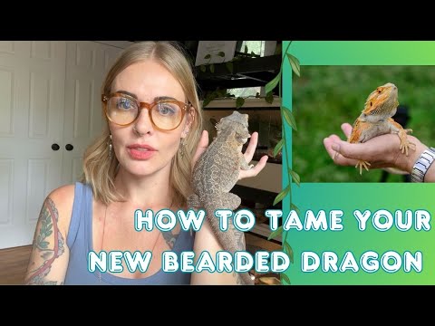 How To Handle & Tame Your New Bearded Dragon!
