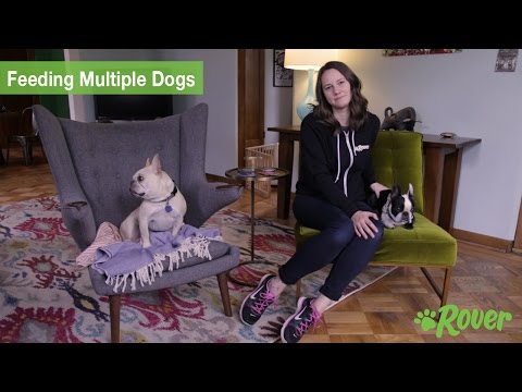 How to Safely Feed Multiple Dogs: Prevent Food Aggression with Rover