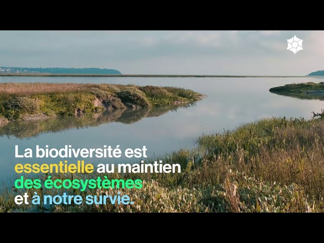Biodiversité : toile du vivant